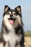 CHIEN FINNOIS DE LAPONIE 636